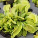 VFT-Dente-2-150x150 Carnivorous Plants from Tissue Culture