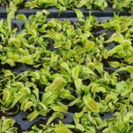 VFT-King-Henry-150x150 Carnivorous Plants from Tissue Culture