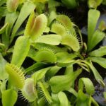 VFT-King-Henry-2-150x150 Carnivorous Plants from Tissue Culture