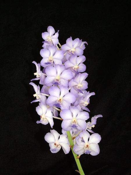 Vasco.-Baby-Blue-Rhy.-coelestis-meristem Stunning Thai Orchids
