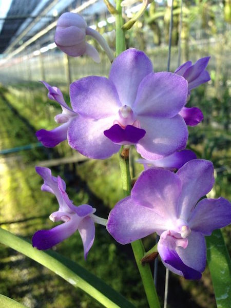 Vasco.-Sashicha-Blue Stunning Thai Orchids
