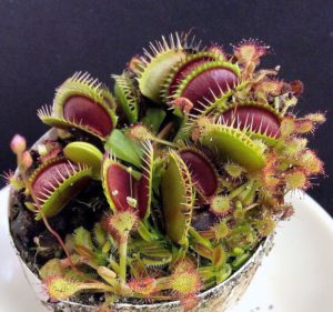 Wally-R-2-300x281 Venus Fly Trap from Seed