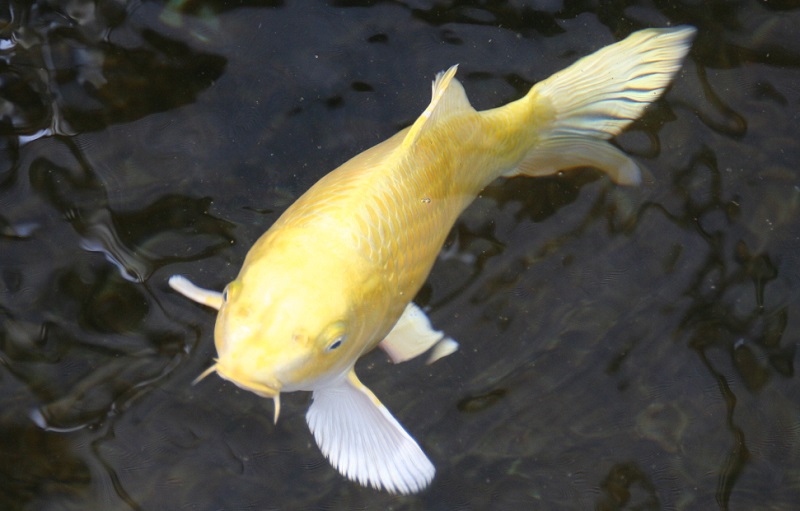 Yamabuki-Koi-2 Goldfish & Koi New York State Regulated Invasive Species