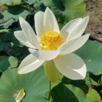 Yellow-Bird-Lotus-150x150 2017 Lotus Season