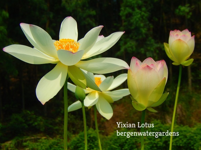 Yixian-Lotus-6WM-1 Late Lotus Season