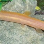 gold_dojo_loach_by_thefishguide-d57mdul-150x150 New York State Invasive Species