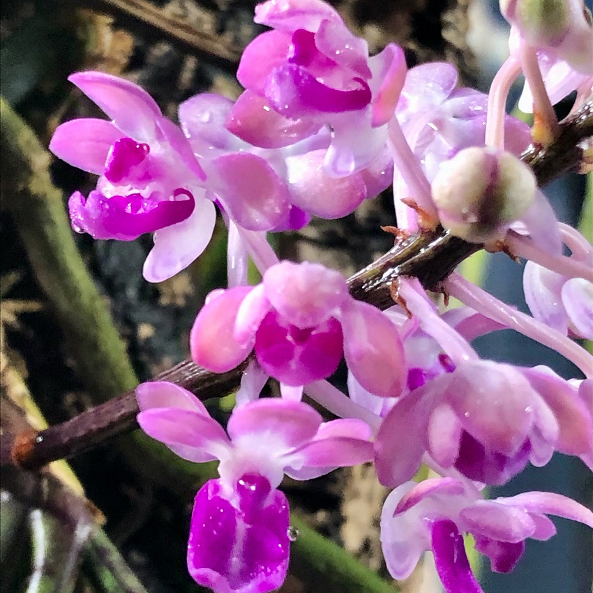 image05-R-2 Cyber Week: Micro Lotus & Orchids