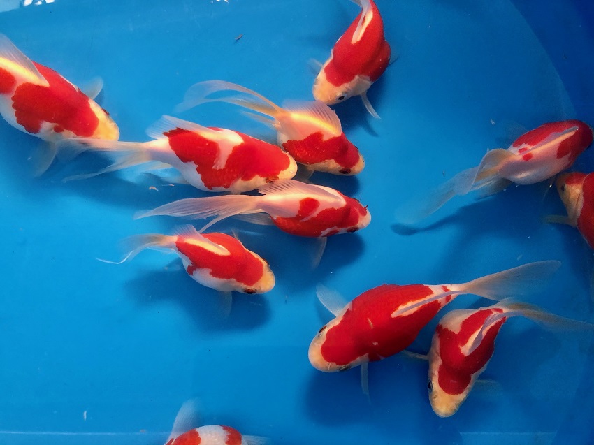 image05-R Tamasaba Goldfish