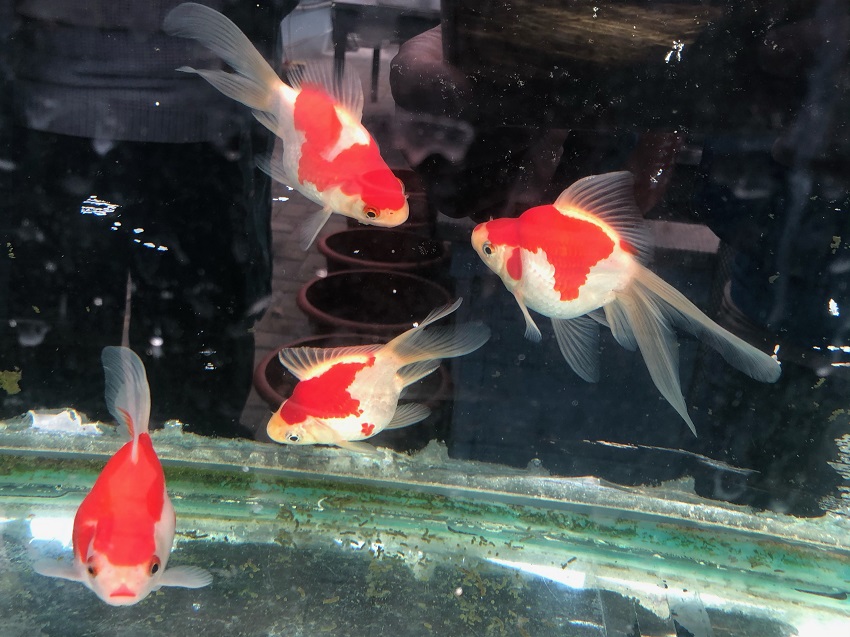 image06-R Tamasaba Goldfish