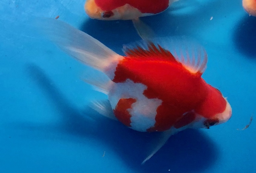 image13-C Tamasaba Goldfish