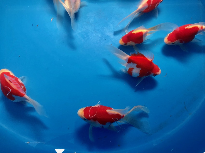image13-R-1 Tamasaba Goldfish