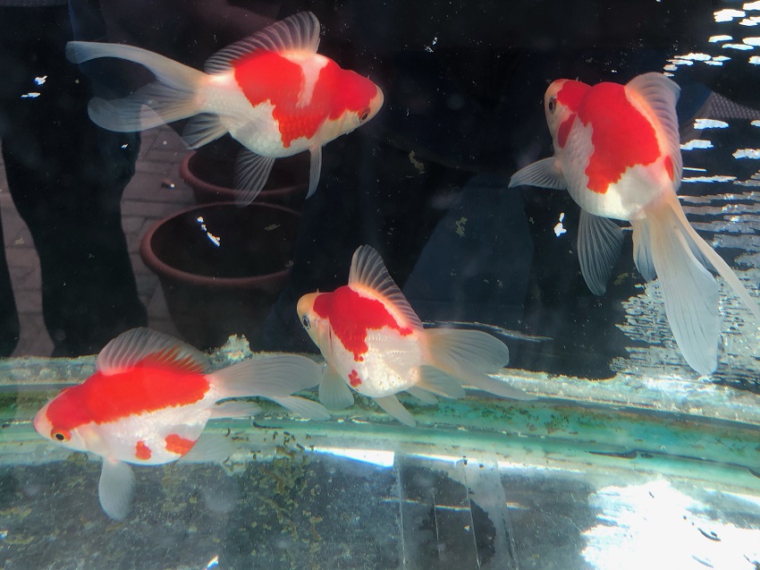 image14-R-3 Tamasaba Goldfish