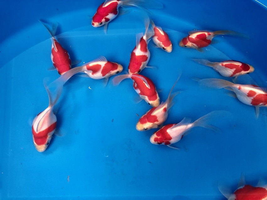 image22-R Tamasaba Goldfish