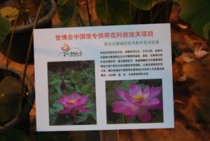 image8-1-300x201 Introducing Chinese Red Lotus