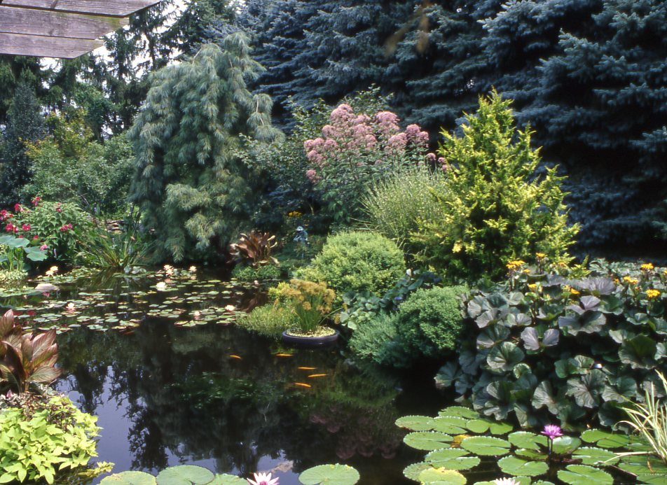 img274 Dwarf Conifers Around Your Pond & in Your Garden