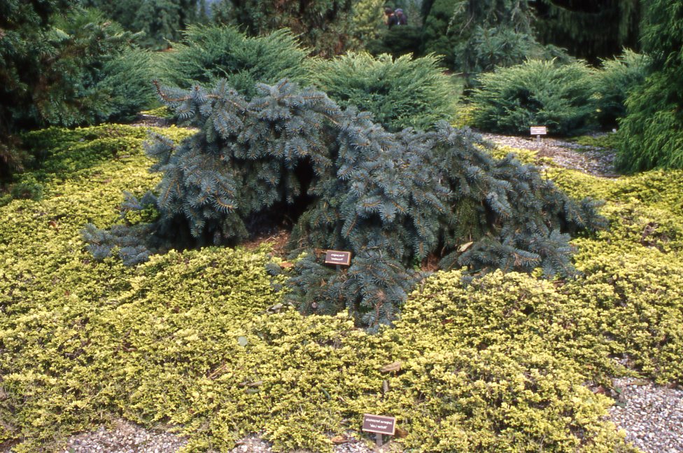 img280 Dwarf Conifers Around Your Pond & in Your Garden