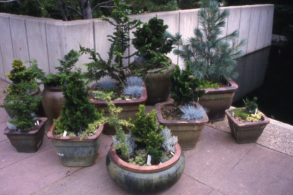 img281 Dwarf Conifers Around Your Pond & in Your Garden