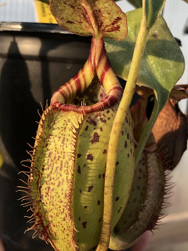 r-3862-2 Nepenthes Celebrate the Winter Solstice