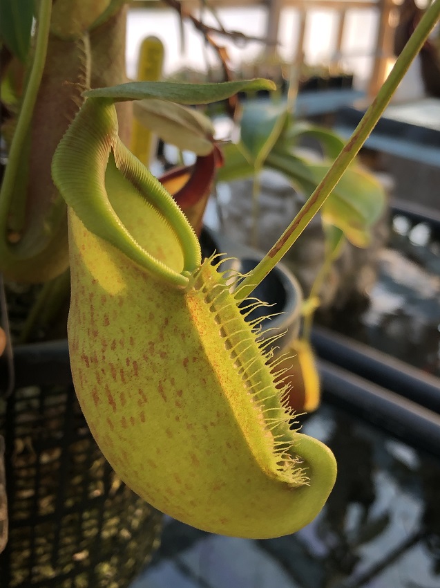 r-9999 Nepenthes Celebrate the Winter Solstice