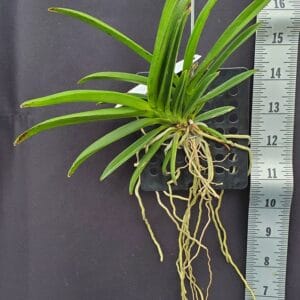 20250820_154048-R-300x300 Vanda Twinkle - Neofinetia falcata x Vanda miniata