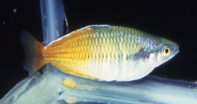 Bosemani-Rainbowfish-Bergen-Water-Gardens1 Warm Water Pond Fish