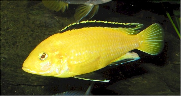 Labidochromis-caeruleus-Bergen-Water-Gardens Warm Water Pond Fish