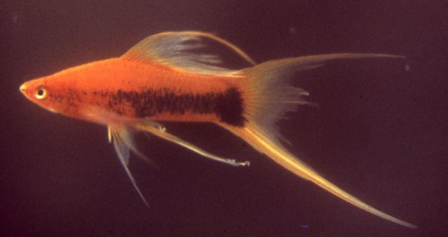 Red-Tux-Lyretail-Swordtail-Bergen-Water-Gardens Warm Water Pond Fish