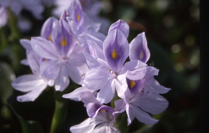 Water-Hyacinth-Flower True Floating Plants