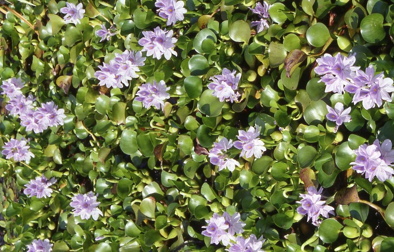 Water-Hyacinth True Floating Plants