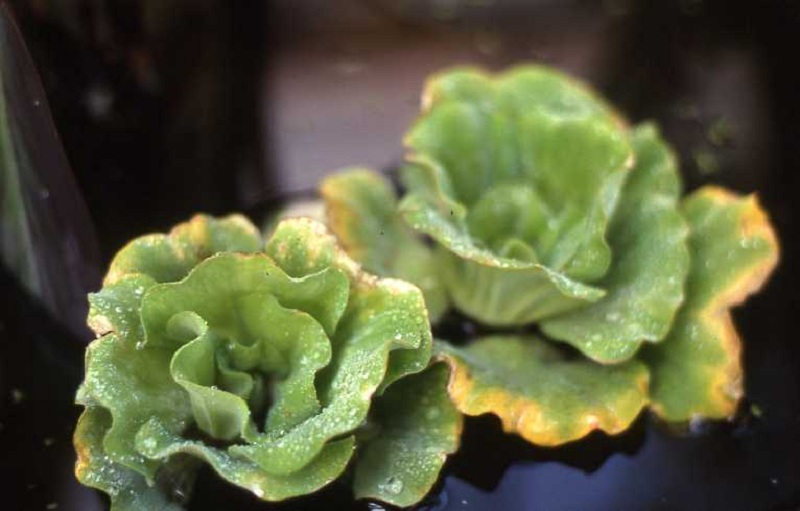 Water-Lettuce-Ruffled True Floating Plants