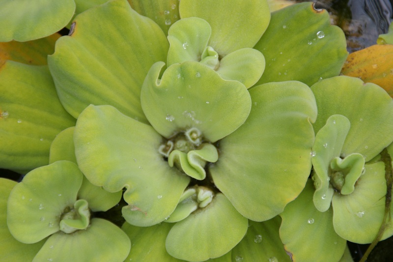 Water-Lettuce-and-Flower True Floating Plants