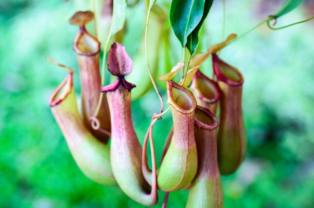 nepenthes-carnivorous-plants-min Home
