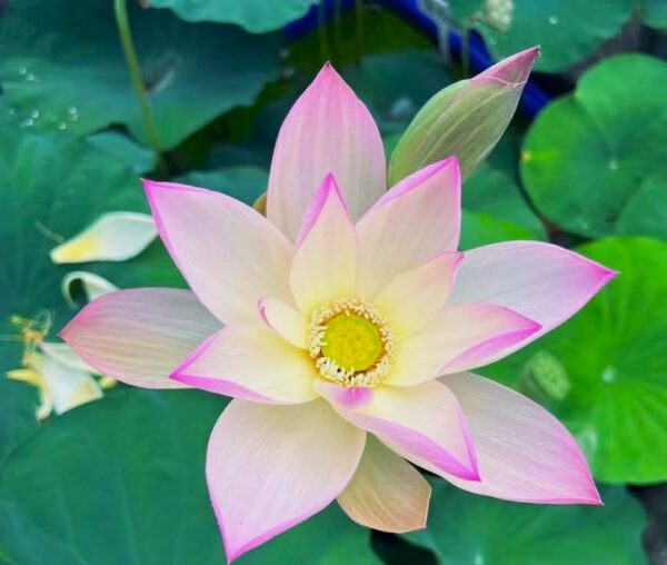01b2a73bbad027b832ac02d95c668566-600x508 41-Splendid in Jiangnan - Lovely Bowl Lotus ( New for 2024)