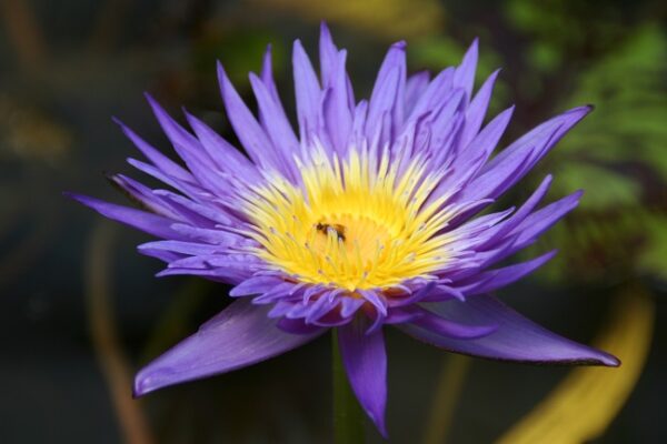 022-R-600x400 Nymphaea Blue Aster - All Ship Spring