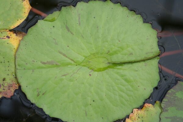 034-R-600x400 Nymphaea King of Siam( Ship in spring)
