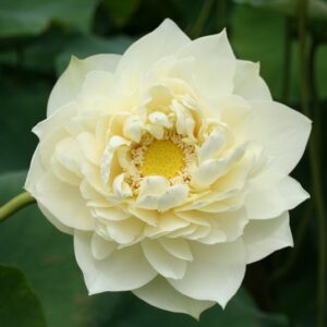 059-R-300x300 Friendship Peony Lotus- One of biggest Yellow flower lotus( All ship in spring 2024)