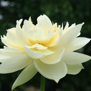 060-R-300x300 Friendship Peony Lotus- One of biggest Yellow flower lotus( All ship in spring 2024)