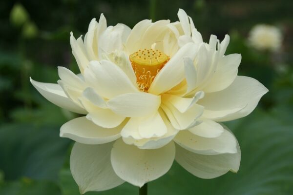 061-RR-600x400 Friendship Peony Lotus- One of biggest Yellow flower lotus( All ship in spring 2024)