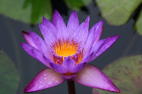 093-2-R-600x400 Nymphaea Lindsey Woods