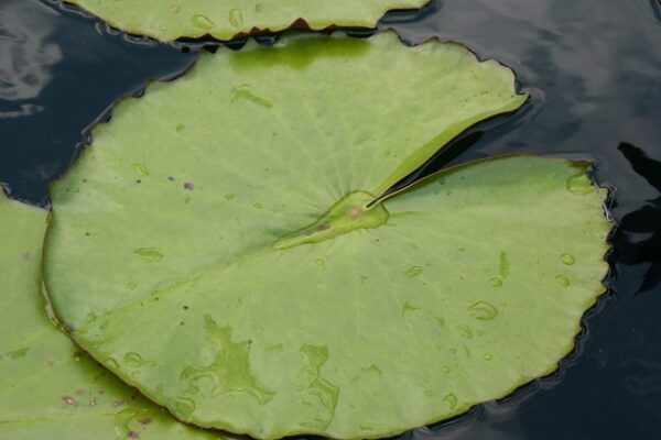 097-R-600x400 Nymphaea Lindsey Woods