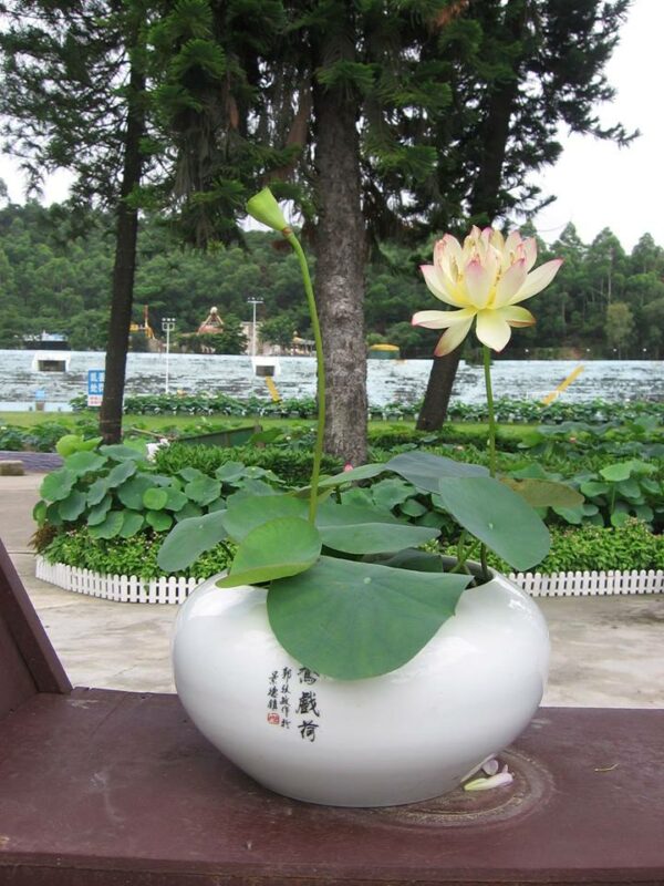 11665547_1678141742409308_7481329417067600939_n-600x800 Butterfly's Love Lotus - One of Best bowl lotus ! All shipping in spring, 2024
