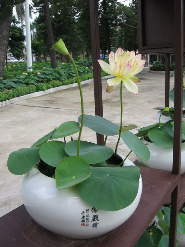 11666305_1678141365742679_3925395022881747185_n-600x800 Butterfly's Love Lotus - One of Best bowl lotus ! All shipping in spring, 2024