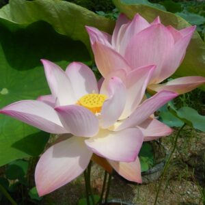 121·-¦-1a-300x300 Blooming Lotus All Ship in Spring