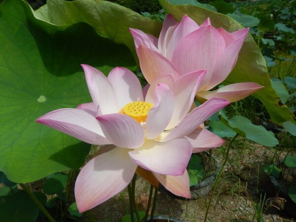 121·-¦-1a-600x450 Blooming Lotus All Ship in Spring