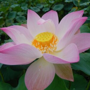 121·-¦-2-a-300x300 Blooming Lotus All Ship in Spring
