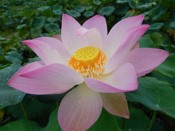 121·-¦-2-a-600x450 Blooming Lotus All Ship in Spring