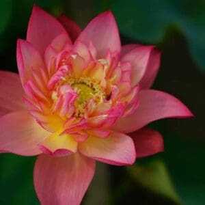 131288002_207495990928671_4882768233986699499_n-300x300 08-ShiCheng Jinxiu Lotus- One of large versicolor lotus New for 2026- Shipping in Spring