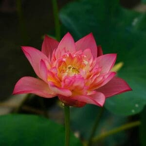 131336527_382435006419537_8835007457083295471_n-300x300 08-ShiCheng Jinxiu Lotus- One of large versicolor lotus New for 2026- Shipping in Spring