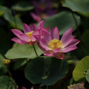 14b229554873531af6548f59e7ea1d47-300x300 40- Qian- Zhuying Lotus - Tea Cup Micro Lotus!! Excellent Blooming ( New Micro Lotus for 2024)