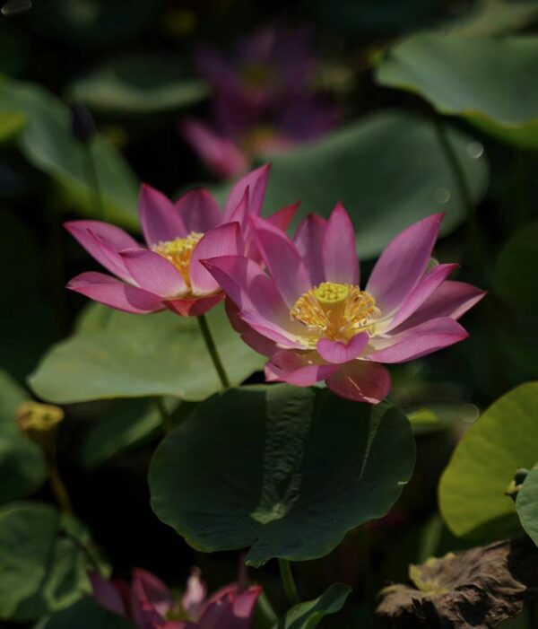 14b229554873531af6548f59e7ea1d47-600x701 Qian- Zhuying Lotus - Tea Cup Micro Lotus!! Excellent Blooming , Shipping in spring 2025